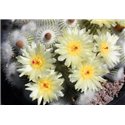 Notocactus scopa v. marchesii