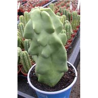 Lophocereus schottii monstrosus small