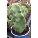 Lophocereus schottii monstrosus small