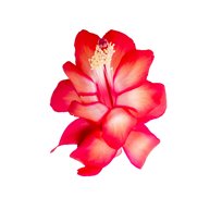 Schlumbergera TendenzaGrande Red