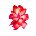 Schlumbergera TendenzaGrande Red
