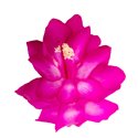 Schlumbergera TendenzaGrande Purple