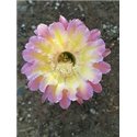 Echinopsis Bourne Sun