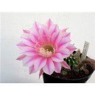 Echinopsis Stars n Stripes