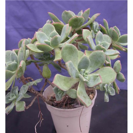 Aeonium haworthii Aeonium haworthii