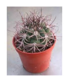 Gymnocalycium saglione Chilicito