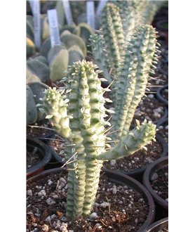 Euphorbia mammillaris variegata