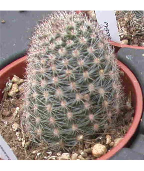 Pygmaeocereus bylesianus
