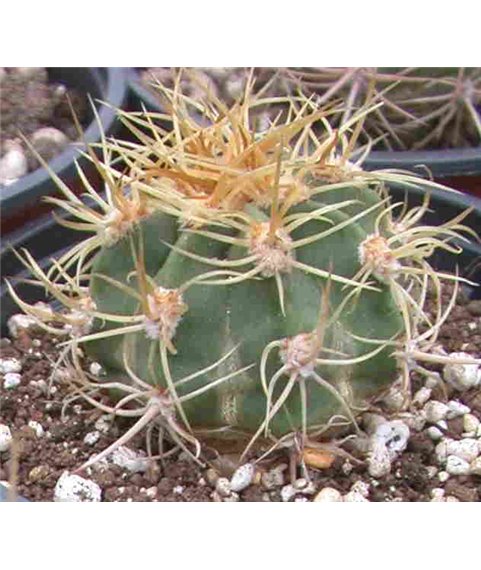 Denmoza rhodacantha San Rafael Mendoza 2000m