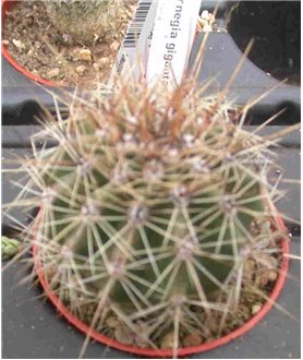 Carnegia gigantea