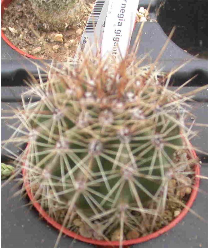 Carnegia gigantea Carnegia gigantea