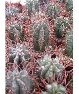 Euphorbia horrida 5cm pots