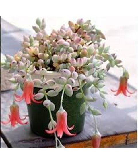 Cotyledon pendens