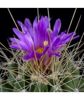 Thelocactus matudae