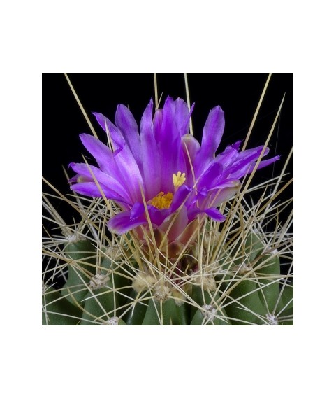 Thelocactus matudae