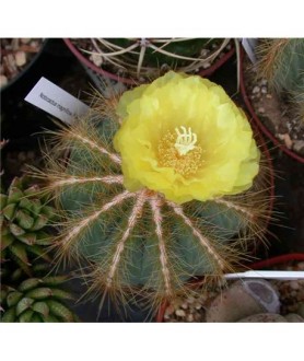 Notocactus magnificus