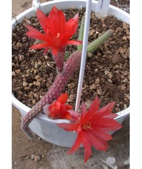 Chamaecereus ramirezii
