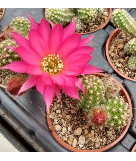 X Chamaelobivia Sabita