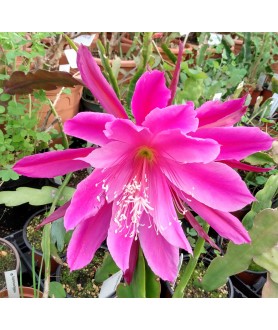 Epiphyllum Astronaut