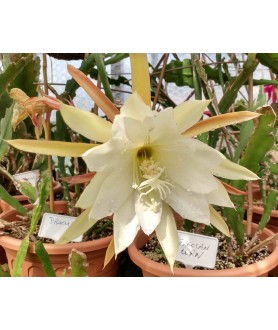 Epiphyllum Grecian Urn