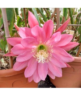 Epiphyllum London Youth