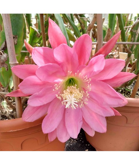 Epiphyllum London Youth