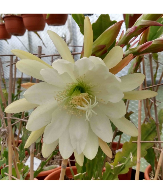 Epiphyllum White Swan Epiphyllum White Swan