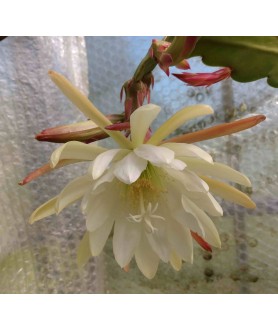 Epiphyllum White Swan Epiphyllum White Swan