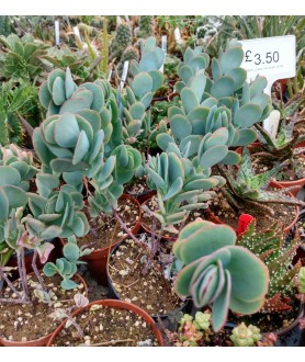 Kalanchoe marneriana