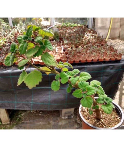 Plectranthus ernestii