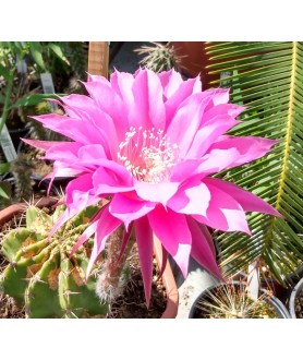Echinopsis Foxy Lady ISI 98-9