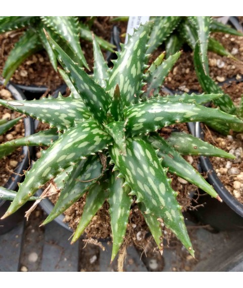 Aloe jucunda miniature form X A. somaliense