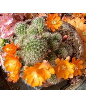 Rebutia pulvinosa