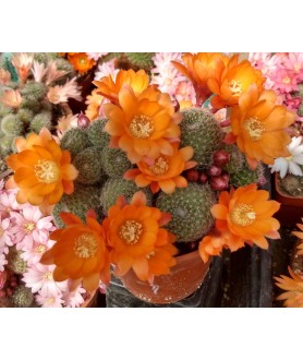 Rebutia heliosa X pulvinosa