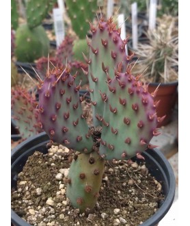 Opuntia horstii WG355