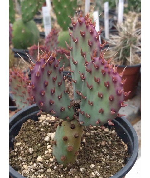 Opuntia horstii WG355