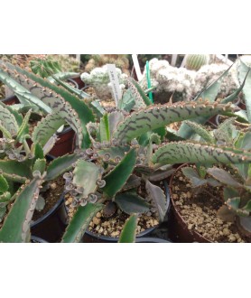 Kalanchoe diagremontianumm