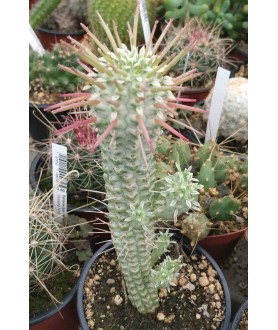 Euphorbia mammillaris variegata