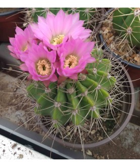 Acanthocalycium violaceum P110 Cuesta Bronchero Cordoba Arg