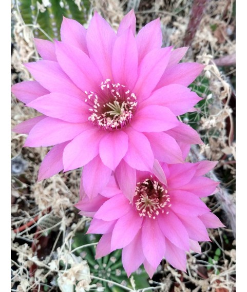 Echinopsis Violet Beauty