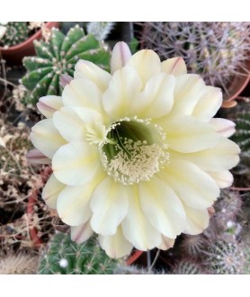 Echinopsis Jo Shanks