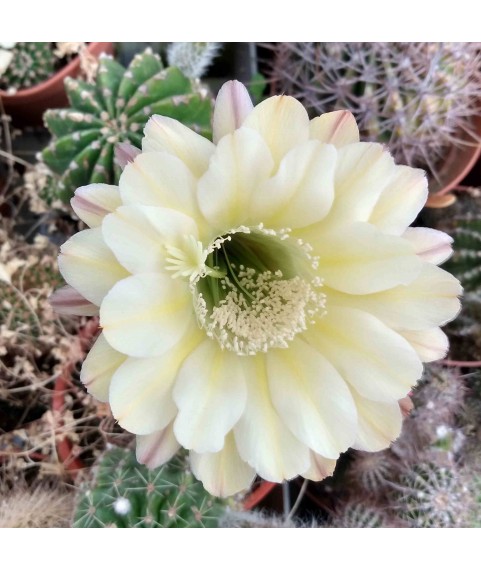 Echinopsis Jo Shanks