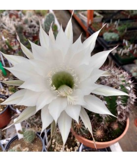 Echinopsis Haku Jo