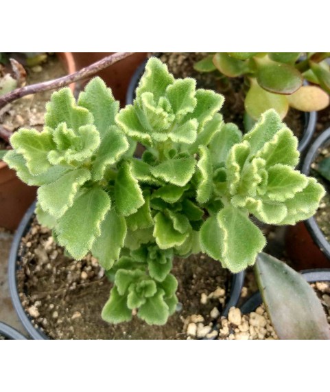 Plectranthus sp. Galgalio Somalia Lav & Horwood 10249