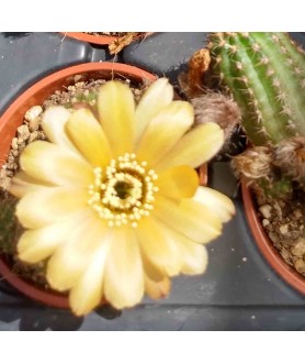 x Chamaelobivia Sunset