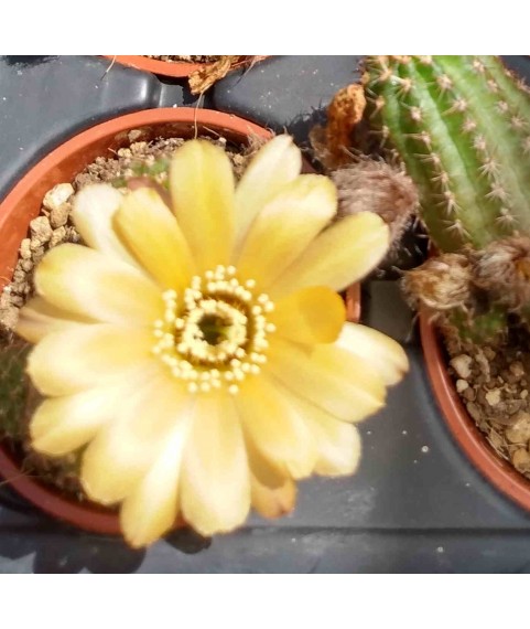 x Chamaelobivia Sunset