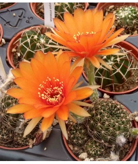 Lobivia arachnacantha Gold