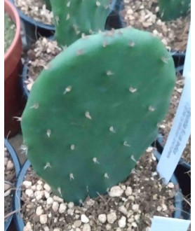 Opuntia ficus indica 9cm pot