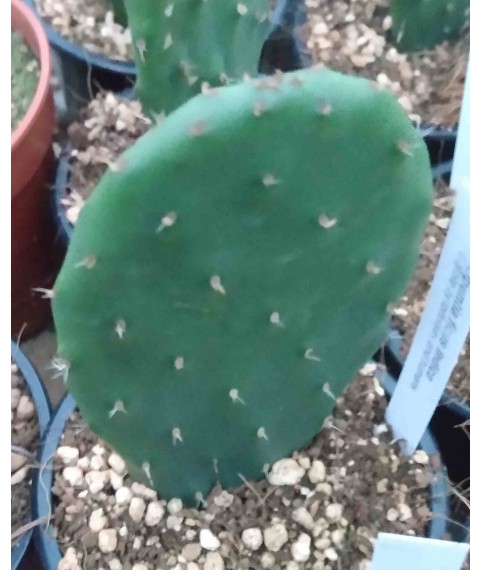 Opuntia ficus indica 9cm pot