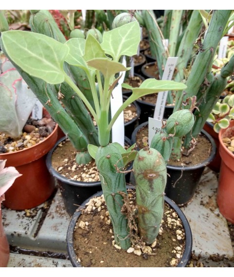 Senecio articulatus Candle Plant